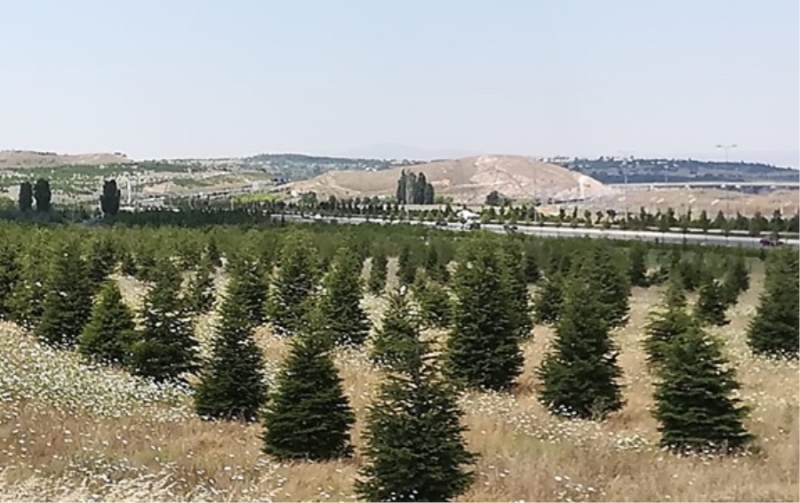 Sağlık Kahramanlarına Hatıra Ormanı kurulacak 