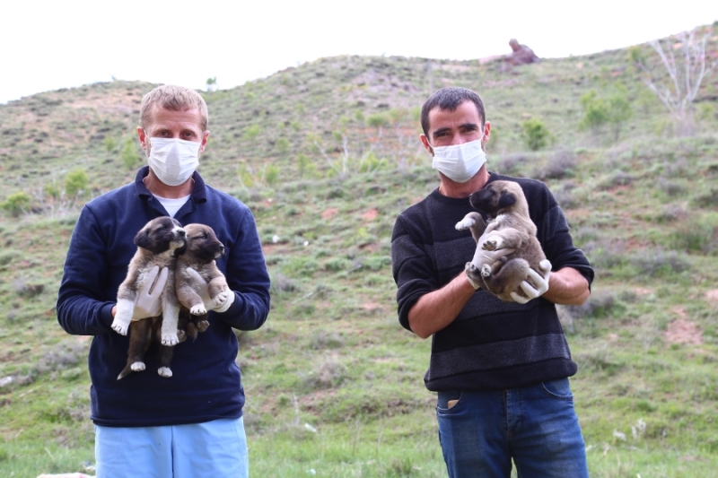 AKSARAY BELEDİYESİ YAVRU KÖPEKLERE SAHİP ÇIKTI