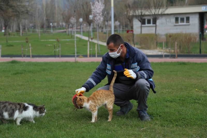  BELEDİYE SOKAK HAYVANLARI İÇİN MAMA VE SU KABI BIRAKTI