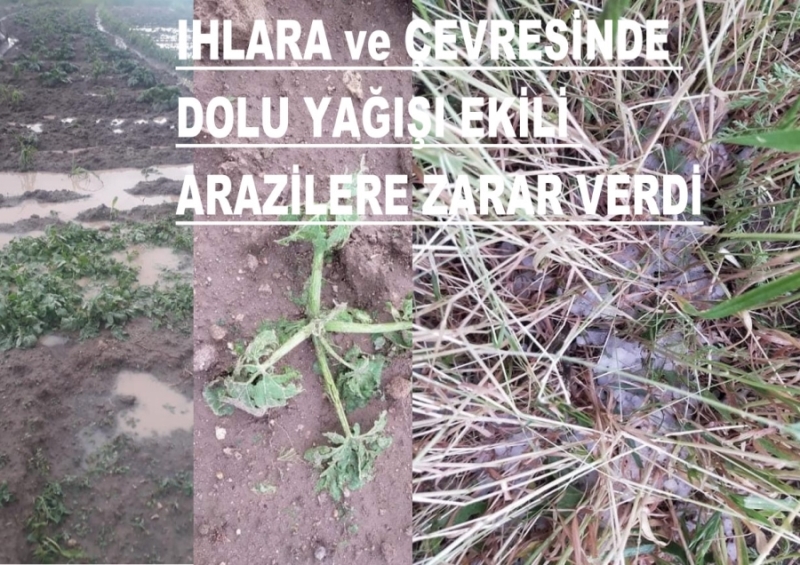 Ihlara ve Çevresinde Bugün Yağan Dolu ve Yağmurdan Dolayı Ekili Araziler Zarar Gördü 