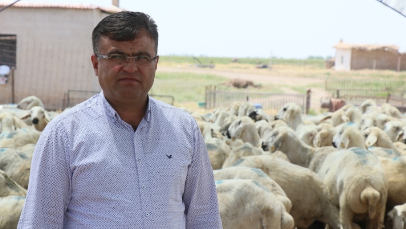 Hayvan sayısında 12 yılda yüzde 500 artış sağlandı