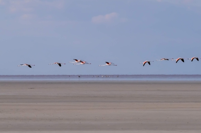 Doğa harikası Tuz Gölü’nde yavru flamingo şöleni