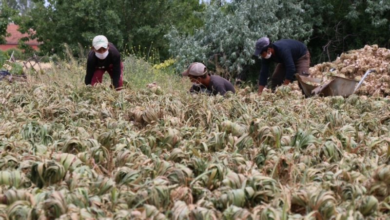 Rusya’nın korona ve antibiyotik sarımsağı Aksaray’dan