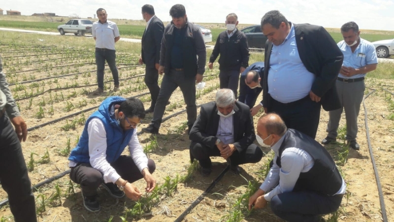 Başkan Koçak dolu nedeniyle zarar gören tarlalarda hasar tespiti yaptı