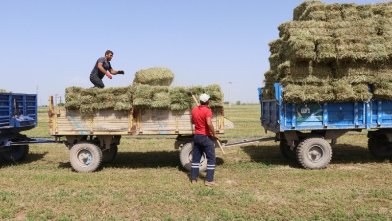 Yarış atlarının yoncası Aksaray’dan