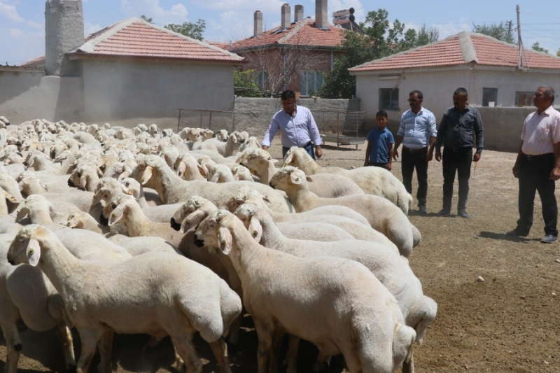 Kurbanlık satışlarında küçükbaş hayvan tercih ediliyor