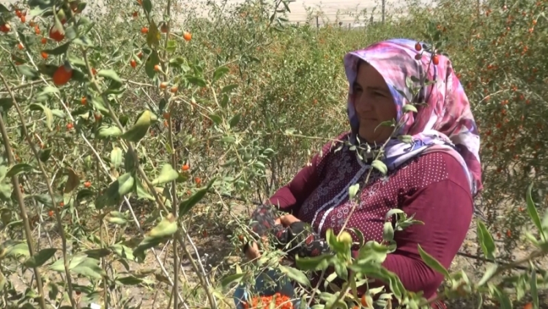 Aksaray’ın gençlik iksiri Goji Berry hücreleri yeniliyor