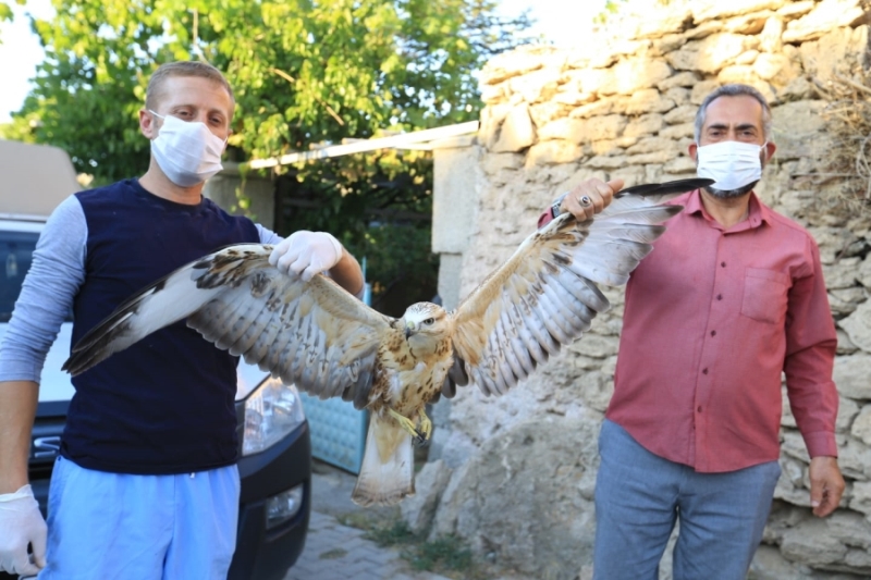 Yaralı Şahin Artık Emin Ellerde 