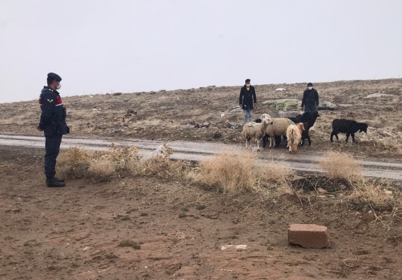 Kayıp hayvanlar termal kameralı İHA ile bulundu