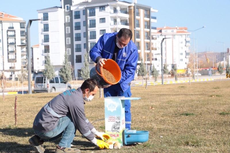 Sokağa Çıkma Kısıtlaması Münasebetiyle Sokak Hayvanları Unutulmadı