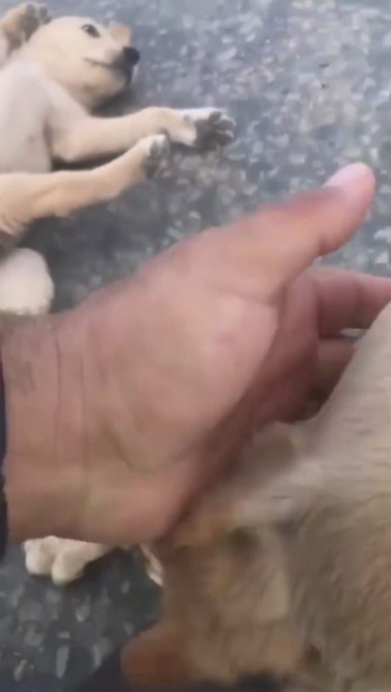 Anne köpeğin çırpınışları yürekleri dağladı