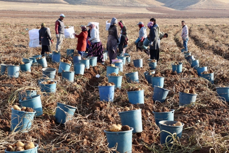 Aksaray Patates üretiminde 250 bin tonla Türkiye’de 7.sırada