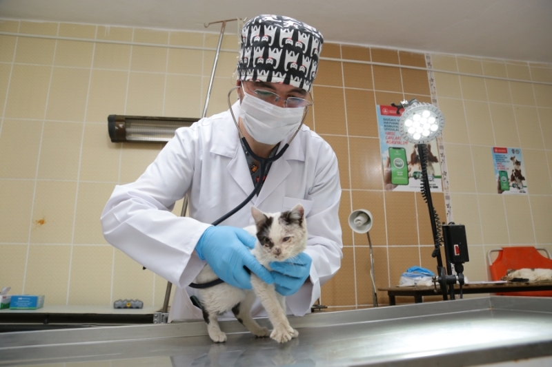 Hasta kedi tedavi altına alındı