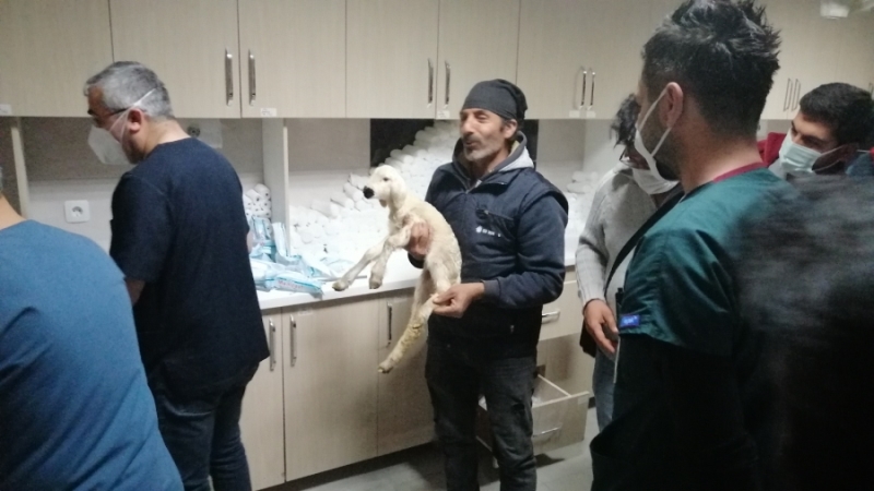Doğum esnasında ayağı kırılan kuzu tedavi edildi