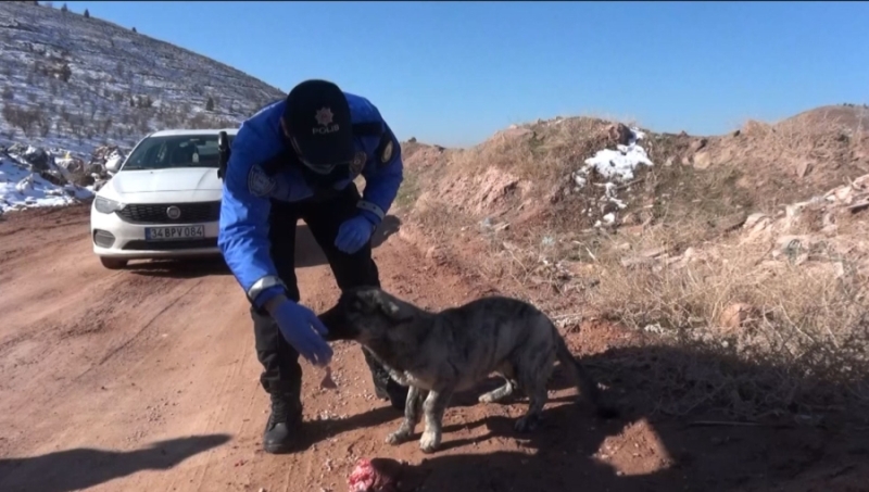 Aksaray’da sokak hayvanları yalnız bırakmıyor