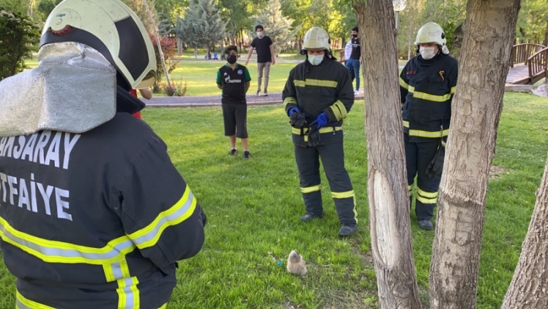 Baykuş yuvadan düştü belediye sahip çıktı
