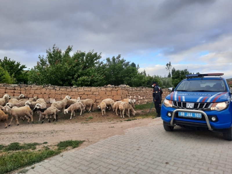 Kaybolan 40 adet küçükbaş hayvanı Aksaray jandarması bulup sahibine teslim etti