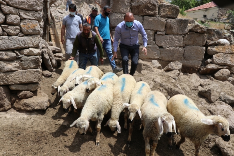 Koyunları telef olan vatandaşın mağduriyetini Aksaray valiliği giderdi
