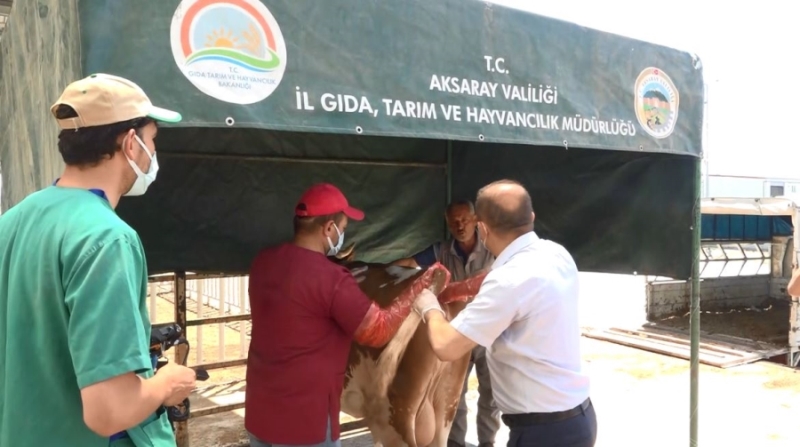 Tarım ve Orman ekipleri hayvan pazarında denetimde