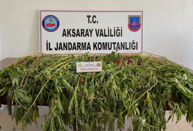 Aksaray jandarması kubar esrar ele geçirdi