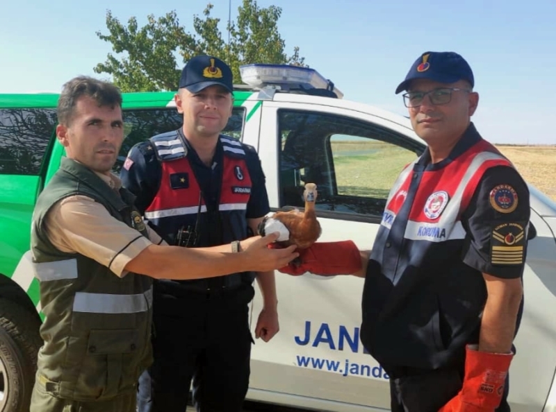 Yorgun ve bitkin halde bulunan Angut kuşu tedavi altına alındı
