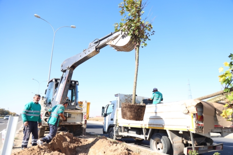 KONYA YOLU ORTA REFÜJÜ AKÇA AĞAÇLARI İLE DONATILIYOR