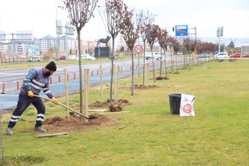 Aşık Molla Caddesinde Ağaçlandırma Çalışmaları Başlatıldı