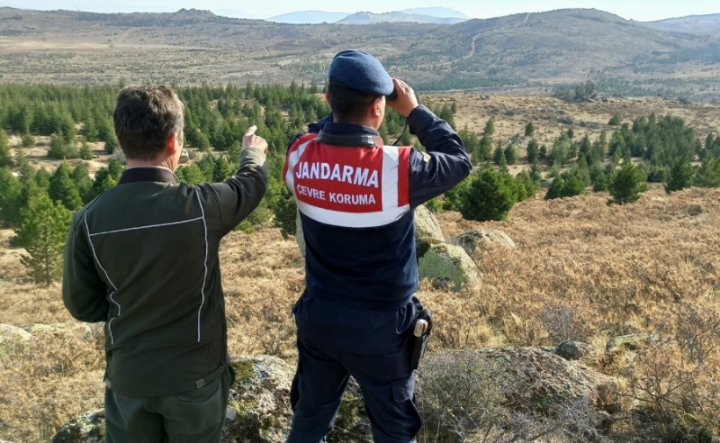 Anadolu Yaban Koyunlarının korunmasına yönelik çeşitli çalışmalar yapılıyor