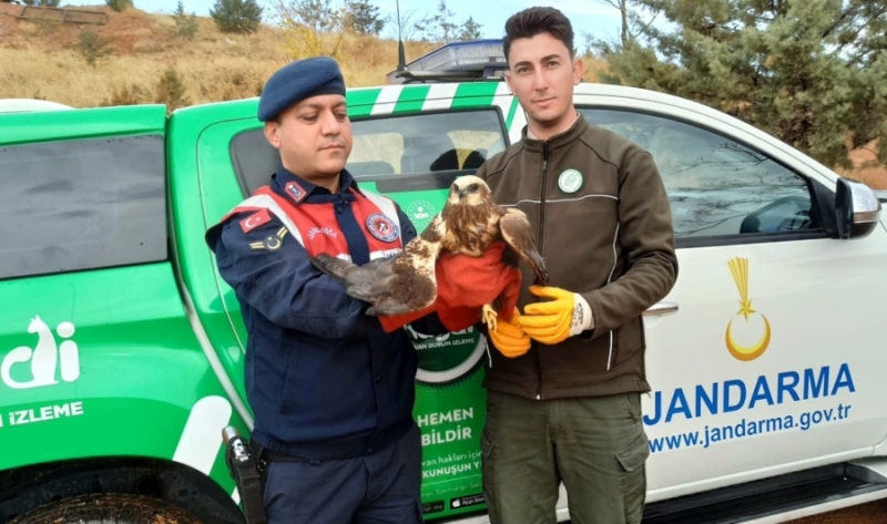 Bitkin halde bulunan Doğan kuşu koruma altına aldı