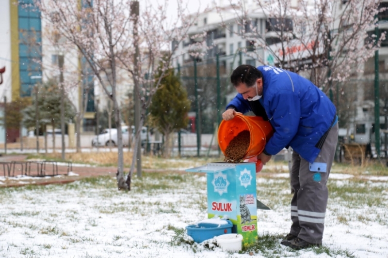 AKSARAY BELEDİYESİ, SOKAK HAYVANLARI İÇİN DOĞAYA YEM BIRAKTI