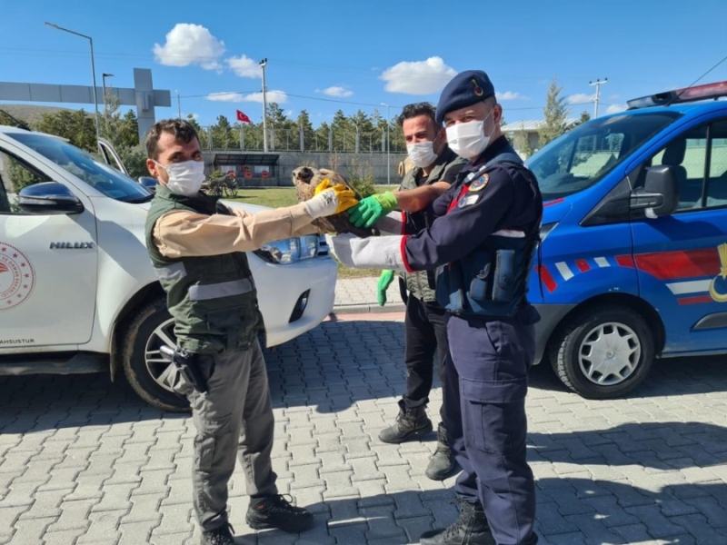 Jandarmanın bulduğu yaralı şahin tedavi altına alındı