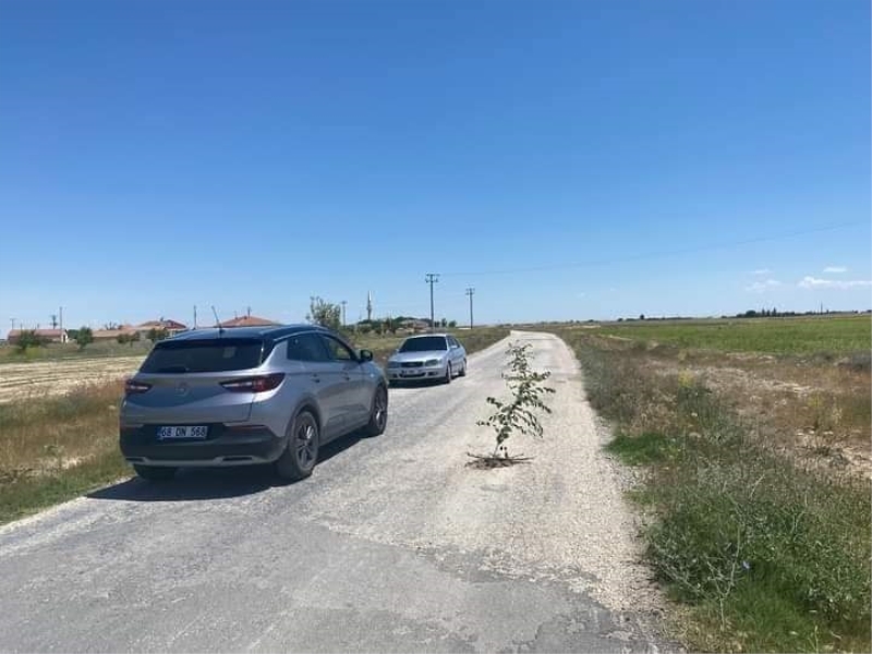 Yollar bozuk diye yola ağaçlar dikildi