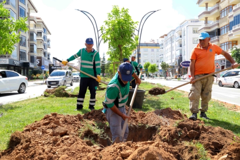 Cumhuriyet Bulvarına Çınar Ağaçları Dikiliyor