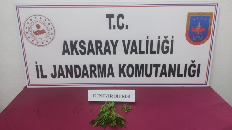 Aksaray jandarması uyuşturucu maddesi yetiştiren 1 kişi yakaladı