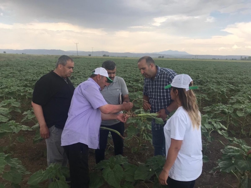 Aksaray’ın tarım arazilerinde inceleme Başkan Koçak ve Prof. Dr. Soylu tarım arazilerinde