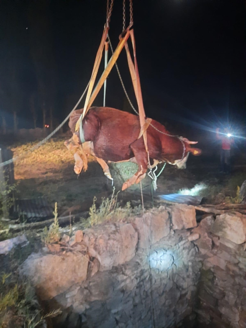 Kuyuya Düşen İnek AFAD Ekipleri Tarafından Kurtarıldı