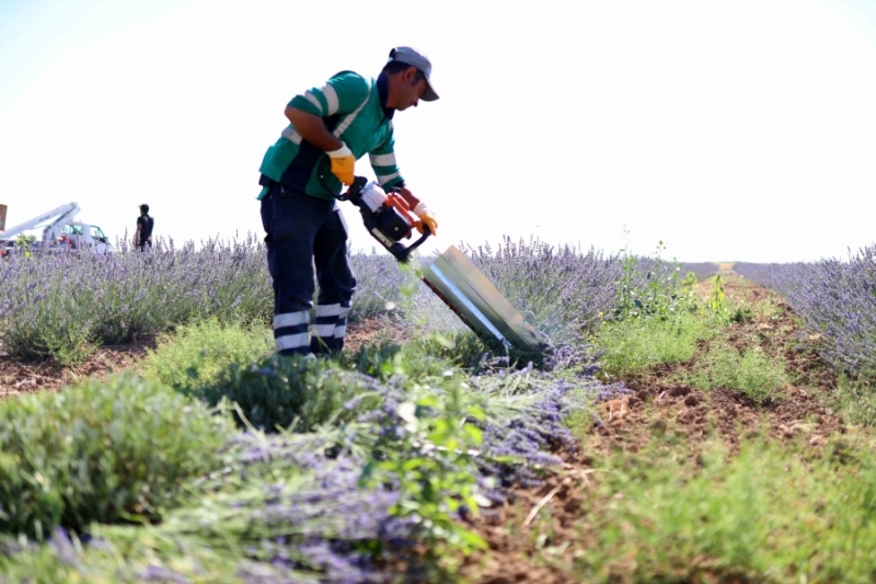 Aksaray’da Lavanta Hasadı Başladı