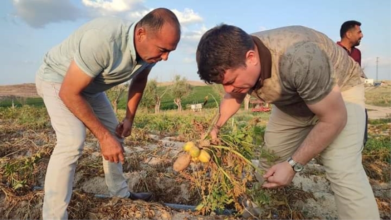 BELEDİYE BAŞKANI DR. EVREN DİNÇER, SELİME KASABASINDA PATATES HASATINA KATILDI   