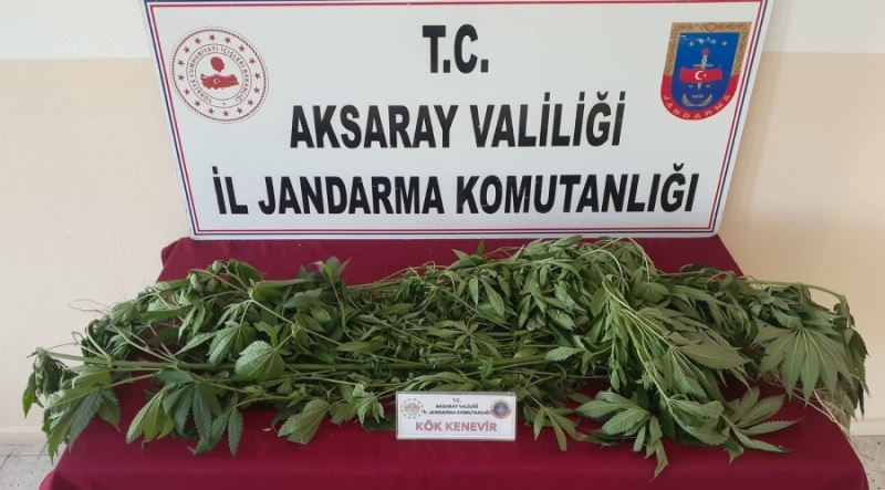 Aksaray jandarması 33 kök kenevir ele geçirdi 