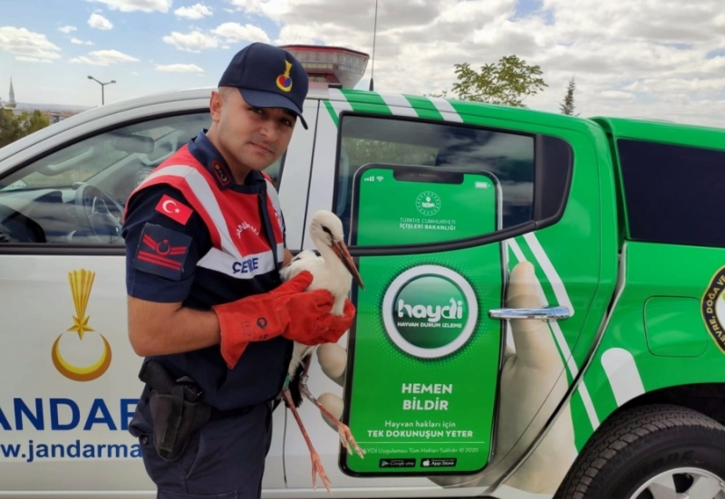 Aksaray da yol kenarında yorgunluktan uçamayan, ayağında GPS takılı bir leylek bulunarak muhafaza altına alındı