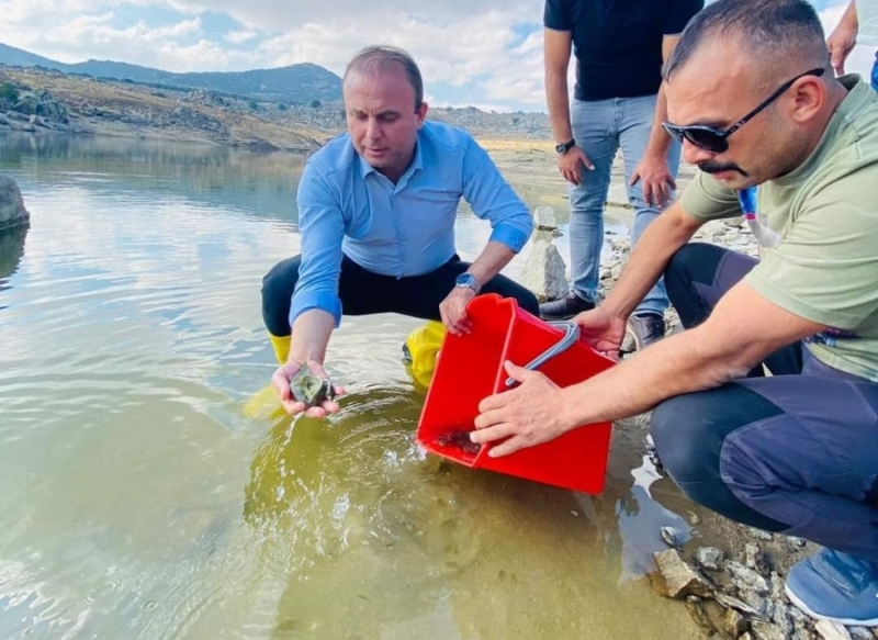 AKSARAY’DA GÖL VE GÖLETLERE  SAZAN BALIGI YAVRUSU BIRAKILDI