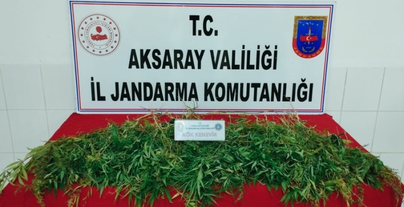 Aksaray jandarması 483 adet  kök kenevir ele geçirdi