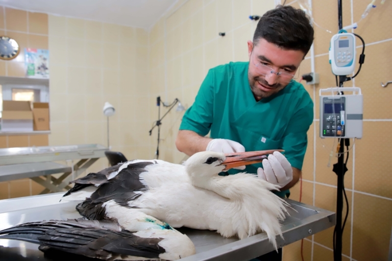 Yaralı Leylek Aksaray Belediyesi Hayvan Rehabilitasyon Merkezinde Tedavi Altına Alındı