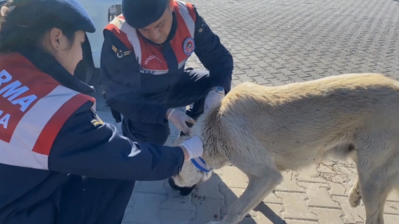 Jandarma ekipleri köpeklere “Reflektif şerit” taktı