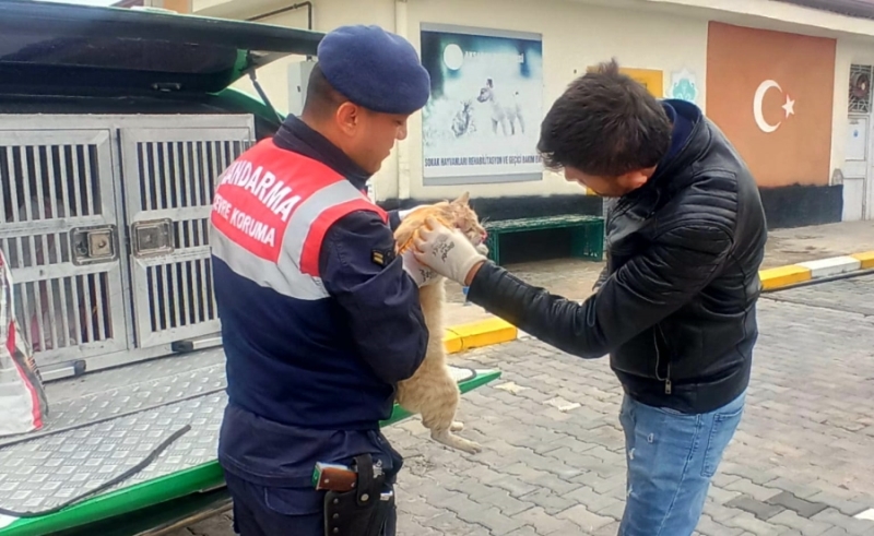 Aksaray jandarması yol kenarında yaralı olarak bulduğu kediyi  t