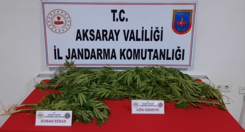 Aksaray’da Yasadışı Kenevir Eken ve Uyuşturucu Ticareti Yapan 2 Kişi Yakalandı
