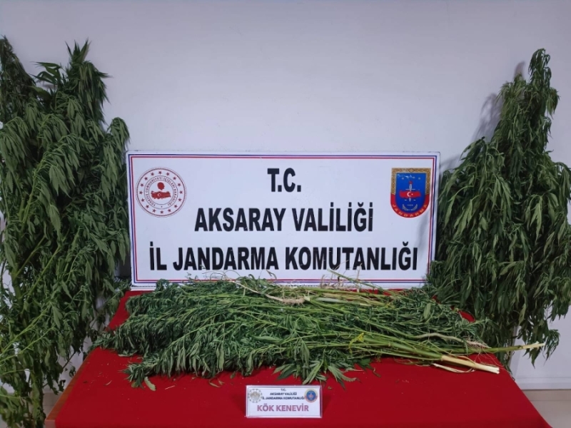 Aksaray’da Yasadışı Kenevir Ekimi Yapan Şahıs Yakalandı