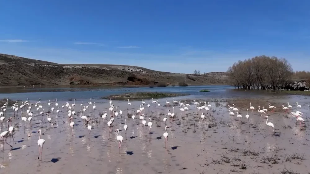 Allı turnalar mamasın brajında 