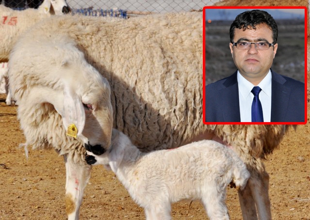 Aksaray`da 350 bin hayvana 7 milyon destek ödemesi yapılacak