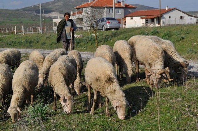 ÇOBANLAR EĞİTİMDEN GEÇİYOR